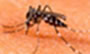 Aedes - Dengue e Leismaniose Aedes - Dengue e Leismaniose
