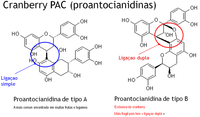 Cranberry - Infecção Urinária - PAC - Cistite